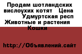 Продам шотландских вислоухих котят › Цена ­ 5 000 - Удмуртская респ. Животные и растения » Кошки   
